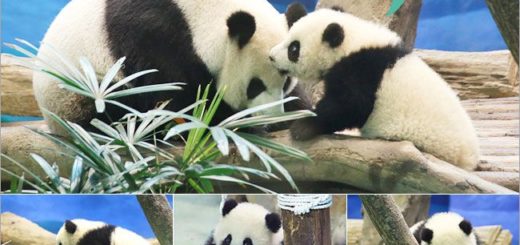 台北市立動物園 木柵動物園貓熊 附近景點美食 Via S旅行札記 旅遊美食部落格