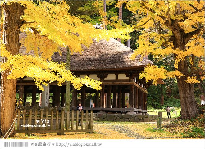 福島喜多方景點》新宮熊野神社～八百多年大銀杏樹！值得一賞的秋季銀杏美景！ @Via&#039;s旅行札記-旅遊美食部落格