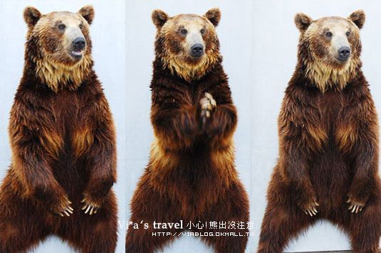 夏の北海道》小心！熊出沒注意！可愛熊牧場＋昭和新山 @Via&#039;s旅行札記-旅遊美食部落格