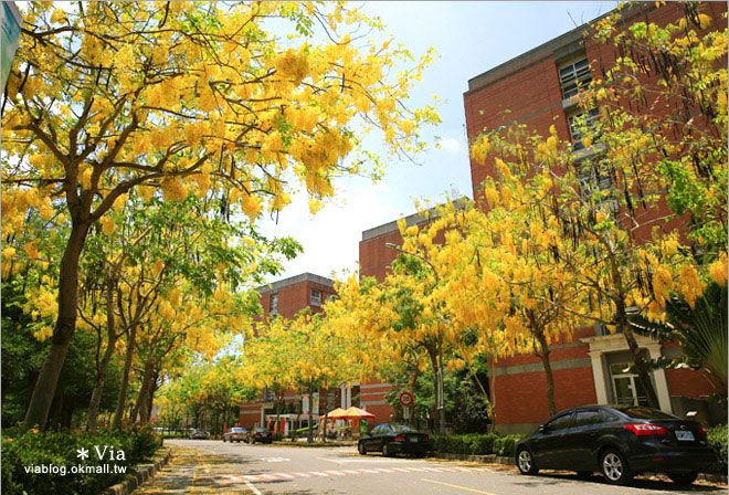 台中阿勃勒》亞洲大學阿勃勒大道盛開了～澄黃黃的金色美景，夏季限定！ @Via&#039;s旅行札記-旅遊美食部落格