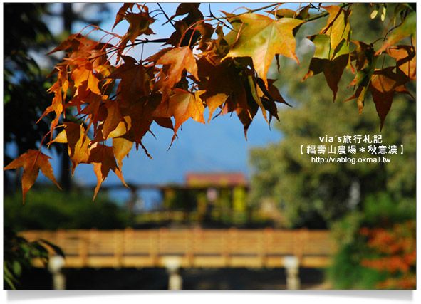 賞楓景點》台灣的賞楓聖地～福壽山農場 @Via&#039;s旅行札記-旅遊美食部落格
