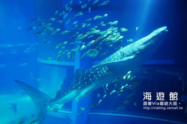via關西冬遊記》世界最大極的水族館～大阪海遊館 @Via&#039;s旅行札記-旅遊美食部落格
