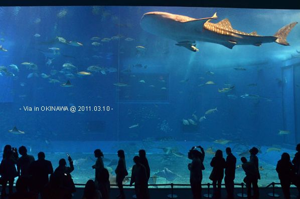 沖繩必玩景點》美麗海水族館～帶你欣賞美麗又浪漫的海底世界！ @Via&#039;s旅行札記-旅遊美食部落格